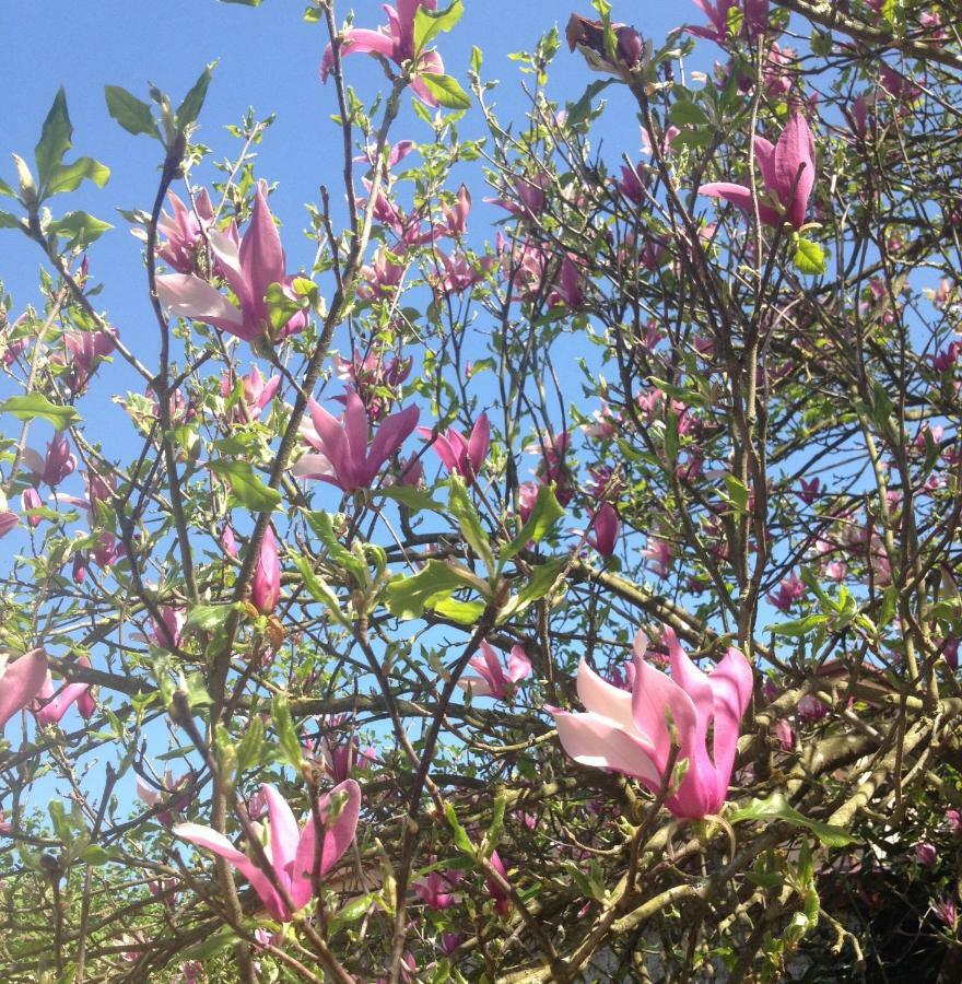 La Magnolia Apartamento Riccò del Golfo di Spezia Exterior foto